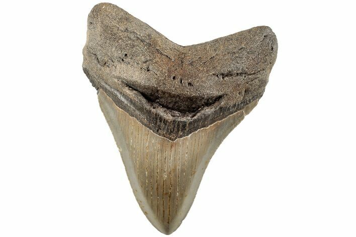 Serrated, Fossil Megalodon Tooth - North Carolina #202255